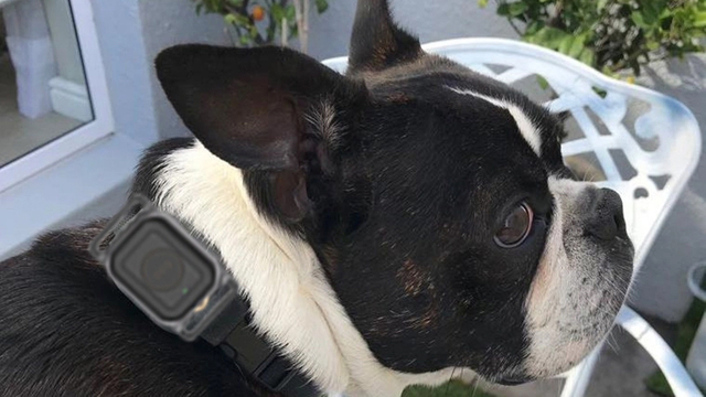 rastreador de mascotas con gps