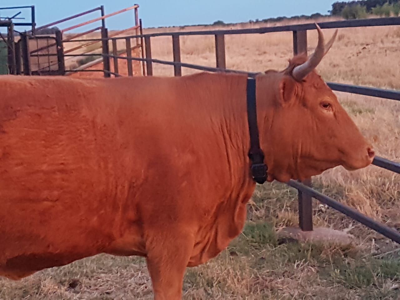 Tracker GPS solaire pour la surveillance des grands animaux